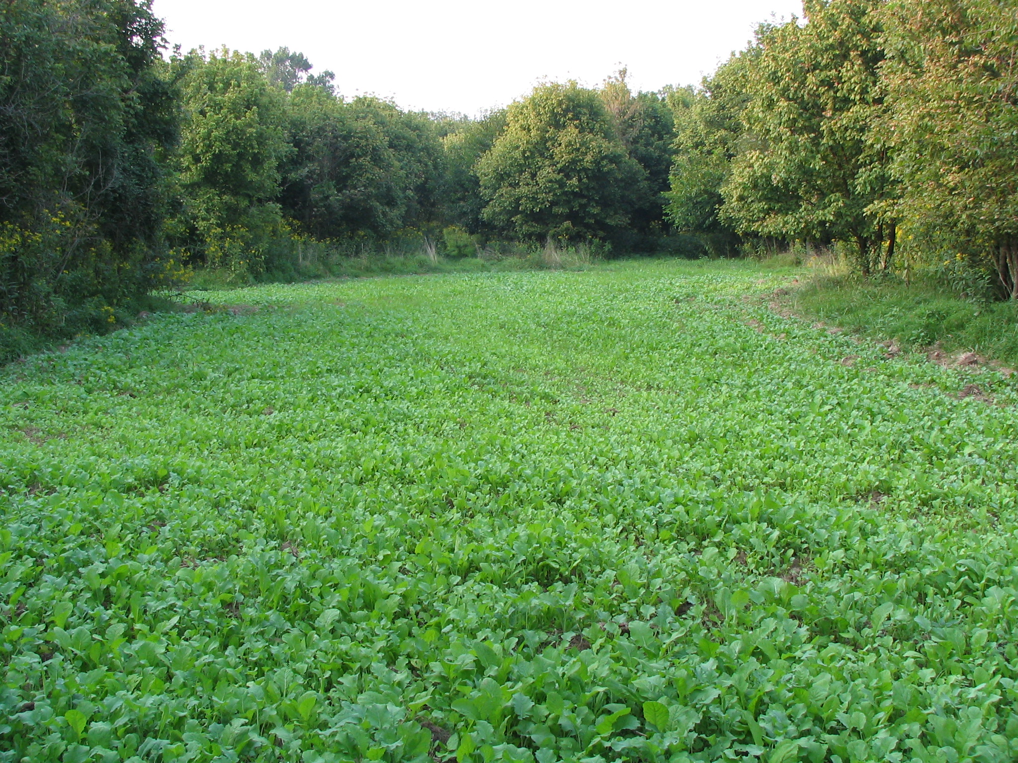 green field.jpg?1322852052051